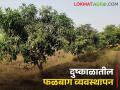 कमी पाण्यात सुद्धा जीवंत राहतील फळबागा; असे करा नियोजन - Marathi News | Orchards will survive even in low water; Do the planning | Latest agriculture News at Lokmat.com
