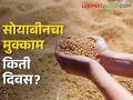 सोयाबीन घरात ठेवावे की कमी भावात विकावे ? शेतकरी विवंचनेत - Marathi News | Should soybeans be kept at home or sold at a low price? In the farmer's opinion | Latest agriculture News at Lokmat.com