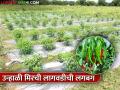 मिरची उत्पादक शेतकरी लागले कामाला : मल्चिंग, ठिबक, पाण्याचे नियोजन; उन्हाची भीती - Marathi News | Chili farmers get to work: mulching, drip, water planning; Fear of summer | Latest agriculture News at Lokmat.com