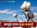 पिवळे सोने तेजीत तर शेतकऱ्यांचे पांढरे सोने मात्र मंदीत - Marathi News | Yellow gold is booming while farmers' white gold is in recession | Latest agriculture News at Lokmat.com