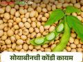 आज उद्या करीत जवळपास पाच महिन्यांचा कालावधी उलटला तरीही सोयाबीन घरातच - Marathi News | Even though almost five months have passed, soybeans are still in the house | Latest agriculture News at Lokmat.com