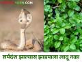 उन्हाळ्यात नागरी वस्तीकडे वळतात साप; सर्पदंश झाल्यास हा उपाय करा  - Marathi News | Snakes migrate to urban areas in summer; Do this remedy in case of snakebite | Latest agriculture News at Lokmat.com