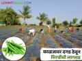 जेमतेम पाण्यावर मिरचीची लागवड; सुरुवातीचा हंगाम साधल्यास होतो फायदा - Marathi News | Cultivation of pepper on barely water; An early season is beneficial | Latest agriculture News at Lokmat.com