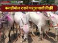 जनावरांची विक्री तीन पटींनी वाढली; चारा पाणी प्रश्न गंभीर - Marathi News | Livestock sales tripled; Fodder water problem serious | Latest agriculture News at Lokmat.com