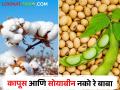 कापूस सोयाबीनने साठवलेली जागा खातेय भाव; मात्र पिकांना विचारायला नाही कोणी राव - Marathi News | Cotton soybean storage space is precious; But there is no person to ask the crops | Latest agriculture News at Lokmat.com