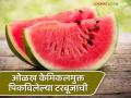 टरबूज खाणे फायदेशीर; पण ते केमिकल द्वारे पिकविलेले असेल तर? - Marathi News | Eating watermelon is beneficial; But what if it is grown chemically? | Latest agriculture News at Lokmat.com
