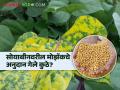 शेतकऱ्यांना सोयाबीनवरील मोझॅकचे अनुदान काही मिळेना - Marathi News | Farmers not get soybeans mosaic subsidy | Latest agriculture News at Lokmat.com