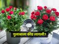 गुलाबाच्या पानांना छिद्रं पडली, फुलंही येईना? कुंडीत टाका 'हा' जादुई पदार्थ- महिनाभरात बहरेल रोप  - Marathi News | How to remove bugs attack and fungal infection from rose plant, how to take care of rose plant, home remedies for the fastest growth and bloom of rose plant | Latest sakhi News at Lokmat.com