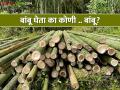 बांबूला खरेदीदार मिळेना; बांबू उत्पादक शेतकऱ्यांसमोर अडचणींचा डोंगर - Marathi News | Bamboo does not find buyers; A mountain of problems facing the bamboo producing farmers | Latest agriculture News at Lokmat.com