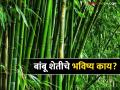 शेतकरी बांधवांनो बांबू शेती म्हणजे नवीन संधी; पण विचारांती? - Marathi News | Farmer brothers, bamboo farming is a new opportunity; But in thought? | Latest agriculture News at Lokmat.com