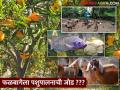 उमेशरावांची बातचं न्यारी; पशू, शेळी, कुक्कुट पालनासह फळबागेला मत्स्यपालनाची जोडी - Marathi News | Umesh Rao's success story; livestock, goats, poultry coupled with orchard fisheries | Latest agriculture News at Lokmat.com