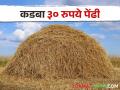 कडबा महागल्याने बळीराजा कसा जगविणार पशुधनाला? - Marathi News | As kadaba becomes expensive, how will farmer live the livestock? | Latest agriculture News at Lokmat.com