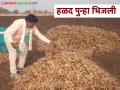 पाऊस शेतकऱ्यांची पाठ सोडेना; हळद पुन्हा भिजली - Marathi News | unseasonal Rain does not leave farmers' backs; Turmeric soaked again | Latest agriculture News at Lokmat.com