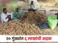 दोन वर्षांपूर्वी फिरविला होता रोटोव्हेटर; आत २० गुंठ्यांत झाली ६ लाखांची अद्रक - Marathi News | two year back remove ginger through rotavator, now earn 6 lakh in twenty gunta ginger | Latest agriculture News at Lokmat.com