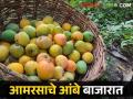 बाजारात आले रसाचे गावरान आंबे; वाचा काय आहे दर? - Marathi News | Gavran mangoes of in the market; Read what is the rate? | Latest agriculture News at Lokmat.com
