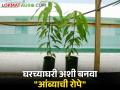 तुम्ही खात असलेल्या आंब्यांपासून कशी तयार कराल रोपे - Marathi News | How to create seedlings from the mangoes you eat | Latest agriculture News at Lokmat.com