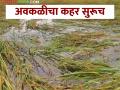 कष्टाने शेत बहारले पण अवकाळीने हिरावले; शेतकरी संकटात - Marathi News | Toil yielded the field, but the weather destroyed it; Farmers in trouble | Latest agriculture News at Lokmat.com