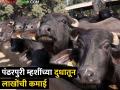 पंढरपूरी म्हैस भारी; दुग्ध व्यवसायातून एका दिवसाला १५ हजार रुपये कमाई - Marathi News | Pandharpuri buffalo; Earning 15 thousand rupees per day from dairy business | Latest agriculture News at Lokmat.com