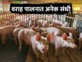वराह पालन; कमी वेळेत अधिक नफा देणारा शेतीपूरक व्यवसाय - Marathi News | | Latest agriculture News at Lokmat.com