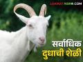 सर्वात जास्त दूध देणारी ही शेळी ठरतेय शेळीपालनात फायद्याची - Marathi News | This goat that gives the most milk is beneficial in goat farming | Latest agriculture News at Lokmat.com