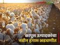 शेतकऱ्यांच्या घरात कापूस; अपेक्षित दर मिळेल का? - Marathi News | Cotton in the farmer's house; Will the expected rate be achieved? | Latest agriculture News at Lokmat.com