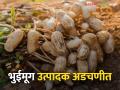 उन्हाळी भुईमूगाचे उत्पादन घटले; लागवड खर्चही निघेना! - Marathi News | Summer groundnut production declined; No planting costs! | Latest agriculture News at Lokmat.com