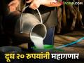 गुरांच्या देखभालीचा खर्च वाढला; दूध आता २० रुपयांनी महागणार - Marathi News | The cost of maintaining cattle increased; Milk rate increased 20 rupees | Latest agriculture News at Lokmat.com