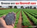 शेतकऱ्यांनो, बिनधास्त करा खत बियाण्यांची तक्रार; मोबाइल नंबर उपलब्ध - Marathi News | Farmers, feel free to complain about fertilizer seeds; Mobile number available | Latest agriculture News at Lokmat.com