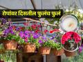 भर उन्हाळ्यातही फुलांनी भरगच्च बहरून जातील रोपं, बघा 'या' जादुई पाण्याची कमाल-फुलं वेचून दमाल - Marathi News | How to make flowers bloom quickly? homemade fertilizers for getting more flowers | Latest sakhi News at Lokmat.com