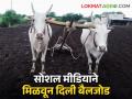 सोशल मीडियामुळे मिळाली शेतकरी बांधवास हरवलेली बैलजोडी - Marathi News | Thanks to social media, the farmer found their lost pair of bullocks | Latest agriculture News at Lokmat.com