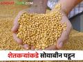 सोयाबीन उत्पादक अडचणीत; सोयाबीनची हमीभावापेक्षा कमी किंमतीत होतेय खरेदी - Marathi News | Soybean producer in trouble; Soybeans are being purchased at a lower price than the guaranteed price | Latest agriculture News at Lokmat.com