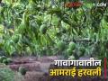 Mango : विविध संकटांमुळे गावरान आंबा हद्दपार होण्याच्या मार्गावर - Marathi News | Mango : Gawran mangoes on the verge of deportation due to various crises | Latest agriculture News at Lokmat.com