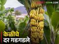 केळीचे दर गडगडले; केवळ आठशे रुपये प्रतिक्विंटल मिळतोय दर - Marathi News | Banana prices tumbled; Only eight hundred rupees per quintal is available | Latest agriculture News at Lokmat.com