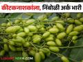 निंबोळी अर्काच्या वापरामुळे वाचतो २५ टक्क्याहून अधिक कीटकनाशकांचा खर्च - Marathi News | Use of nimboli extract saves more than 25 percent of pesticide costs | Latest agriculture News at Lokmat.com