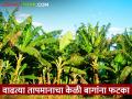 केळी बागांना आधी अवकाळीचा अन् आता वाढत्या तापमानाचा फटका - Marathi News | Banana gardens were hit by bad weather first and now rising temperatures | Latest agriculture News at Lokmat.com