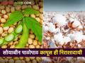 सोयाबीन पाठोपाठ पांढऱ्या सोन्यानेही केली निराशा; शेतकरी पीक बदलण्याच्या तयारीत! - Marathi News | Soybeans followed by white gold also disappointed; Farmers preparing to change crops | Latest agriculture News at Lokmat.com