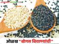 कृषी विभागाची मार्गदर्शक तत्वे; या प्रकारे ओळखा बोगस बियाणे - Marathi News | Guidelines of Department of Agriculture; Identify bogus seeds in this way | Latest agriculture News at Lokmat.com
