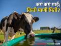 Dairy होलस्टीन फ्रिजियन गाई; का पितात हो एवढं जास्त पाणी? - Marathi News | | Latest agriculture News at Lokmat.com