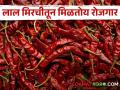 लाल मिरचीचे देठ काढून देण्यात धर्माबादच्या महिलांना मिळतो रोजगार - Marathi News | Remove the stalks of red pepper; Women of Dharmabad get employment | Latest agriculture News at Lokmat.com