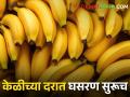 Banana Market केळीच्या दरात कमालीची घसरण; केलेला खर्चही निघेना, शेतकरी अडचणीत! - Marathi News | A sharp fall in banana prices; Even the expenses do not go away, farmers are in trouble! | Latest agriculture News at Lokmat.com
