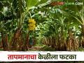 आंब्याच्या गोडीपुढे केळीची मागणी कमी; तीव्र उष्णतेचा सामना करतांनाच आता दरांत नाही हमी - Marathi News | Demand for banana is low in front of mango sweetness; market rates down along with dealing intense heat | Latest agriculture News at Lokmat.com