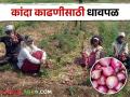 अवकाळी पावसाच्या धास्तीने अनेक शेतकऱ्यांची कांदा काढणीसाठी धावपळ - Marathi News | Fearing unseasonal rain, many farmers rush to harvest onion | Latest agriculture News at Lokmat.com