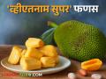 पिंप्री अवगनमध्ये शेतकऱ्याच्या परसबागेत बहरला 'व्हीएतनाम सुपर' फणस - Marathi News | In Pimpri Avagan, a 'Vietnam Super' jackfruits bloomed in a farmer's backyard | Latest agriculture News at Lokmat.com