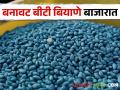 सावधान, बनावट बीटी बियाणे बाजारात दाखल होण्याची दाट शक्यता; कृषी विभागातर्फे तक्रार करण्याचे आवाहन - Marathi News | Beware, there is a high possibility of counterfeit Bt seeds entering the market; Call for complaint by Agriculture Department | Latest agriculture News at Lokmat.com