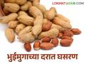 Groundnut Market भावच नसेल तर; भुईमुगाचा पेरा घ्यावा तरी कशाला? - Marathi News | If there is no price, why produce groundnut? | Latest agriculture News at Lokmat.com