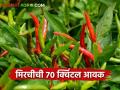 आमठाणा येथील बाजारात पहिल्याच दिवशी ७० क्विंटल मिरचीची झाली आवक - Marathi News | On the first day, 70 quintals of chillies were received in Amthana market | Latest agriculture News at Lokmat.com