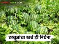 व्यापाऱ्यांकडून जागेवर टरबूजाची होतेय कमी दरात खरेदी; शेतकरी त्रस्त - Marathi News | On the spot purchase of watermelons from traders at low rates; Farmers suffer | Latest agriculture News at Lokmat.com