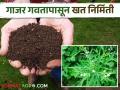 Organic Fertilizer गाजर गवतापासून या सोप्या पद्धतीने तयार करा दर्जेदार सेंद्रिय खत - Marathi News | Make quality organic fertilizer from carrot grass in this easy way | Latest agriculture News at Lokmat.com