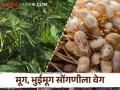 वादळी वारा, अवकाळीची धास्ती; मूग, भुईमूग सोंगणीच्या कामाला वेग! - Marathi News | Fear of stormy winds, inclement weather; Speed up the work of groundnut and mung harvesting! | Latest agriculture News at Lokmat.com