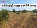 मोसंबीच्या बागा सुकल्या; पाणी नसल्याने शेतकऱ्यांची चिंता वाढली - Marathi News | Mosambi gardens dried up; As there was no water, the farmers were worried | Latest agriculture News at Lokmat.com